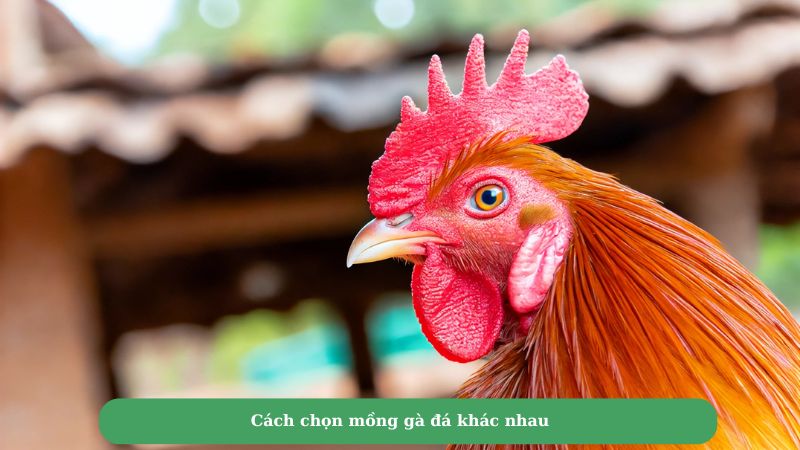 Cách chọn mồng gà đá chính xác