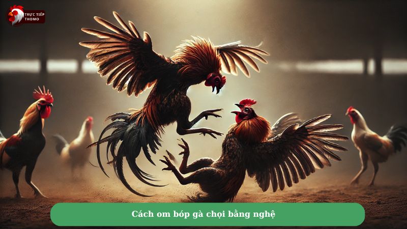 Cách om bóp gà chọi bằng nghệ