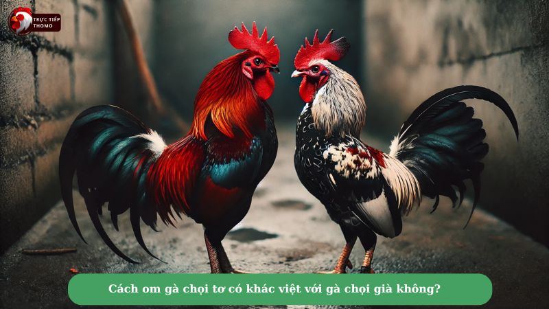 Cách om gà chọi tơ có khác việt với gà chọi già không?