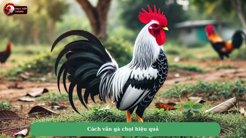 Cách om gà chọi đỏ đẹp là gì?