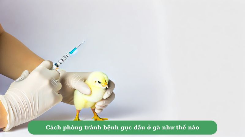 Cách phòng tránh bệnh gục đầu ở gà như thế nào