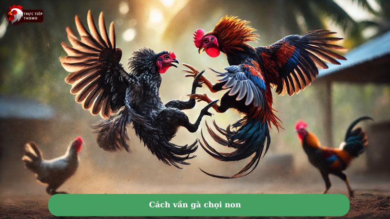 Cách vần gà chọi non