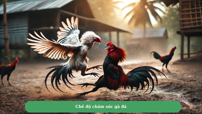 Chế độ chăm sóc gà đá