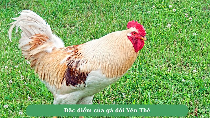 Đặc điểm của gà đồi Yên Thế