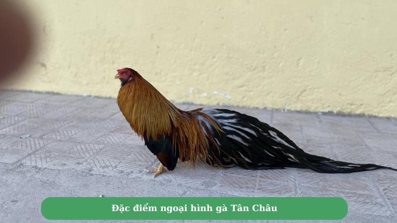 Đặc điểm ngoại hình gà Tân Châu