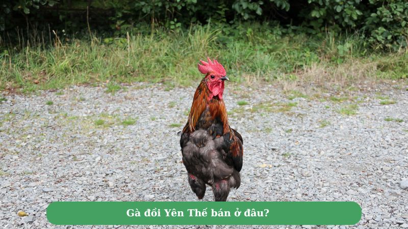 Gà đồi Yên Thế bán ở đâu?