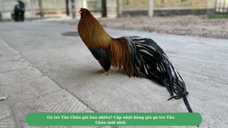 Gà tre Tân Châu giá bao nhiêu? Cập nhật bảng giá gà tre Tân Châu mới nhất