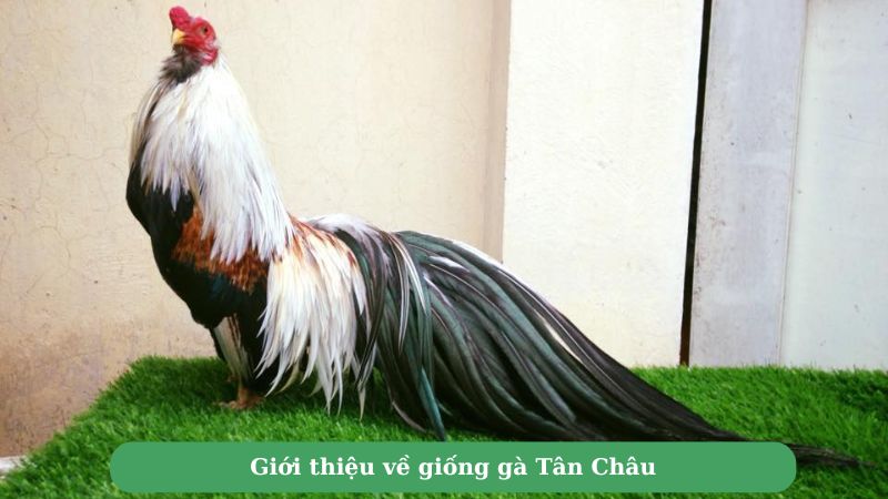 Giới thiệu về giống gà Tân Châu