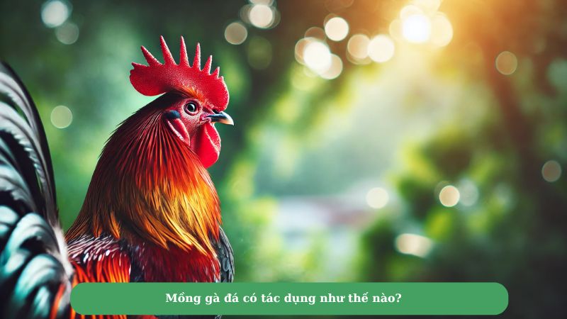 Mồng gà đá có tác dụng như thế nào?