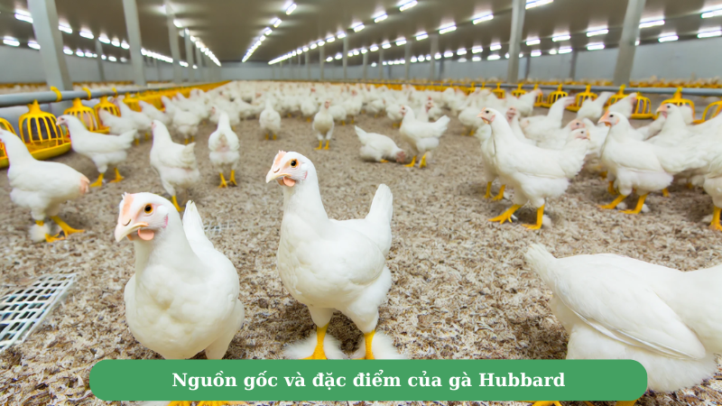 Nguồn gốc và đặc điểm của gà Hubbard