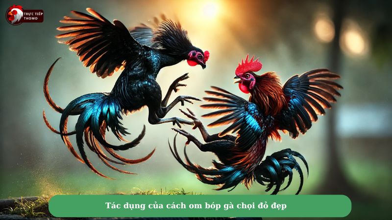 Tác dụng của cách om bóp gà chọi đỏ đẹp