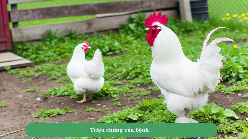 Triệu chứng của bệnh