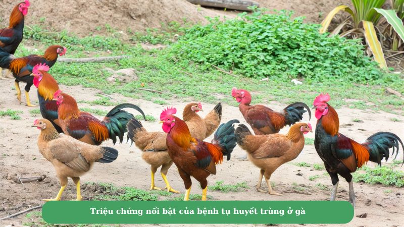 Triệu chứng nổi bật của bệnh tụ huyết trùng ở gà