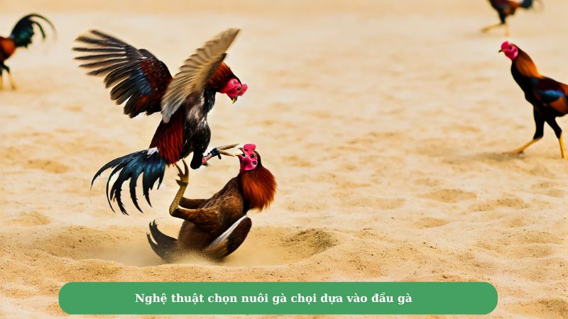 Nghệ thuật chọn nuôi gà chọi dựa vào đầu gà